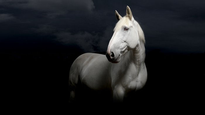 Gražus arklys-nuotraukos-A-Fancy arklys nuotrauka