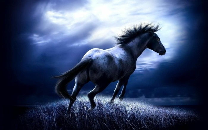 Gražus arklys-nuotraukos-A-išskirtinė-arklių nuotrauką