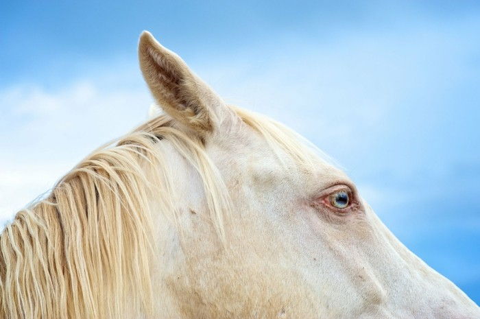 Gražus arklys-nuotraukos-A-žavinga arklys
