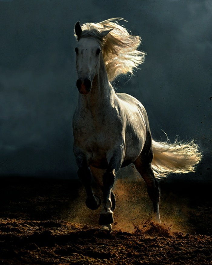 vacker-hästbilder-a-galopperande häst
