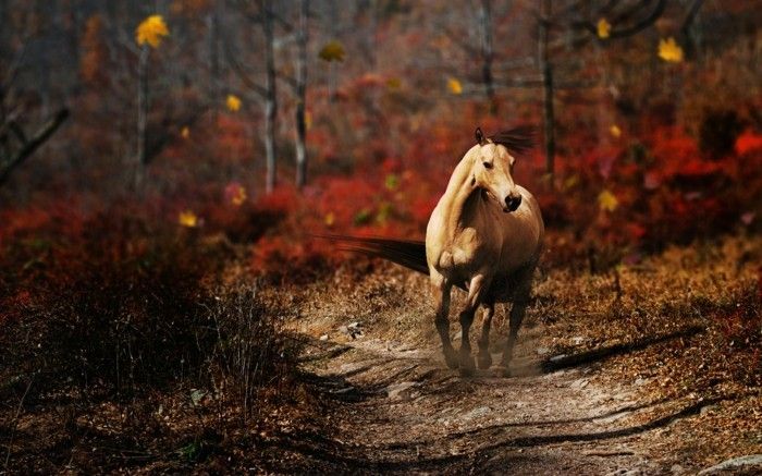 vakker-hest-bilder-a-inspiring-image