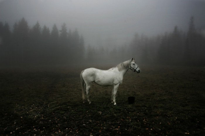 a-eventyr-hest-i-skogen
