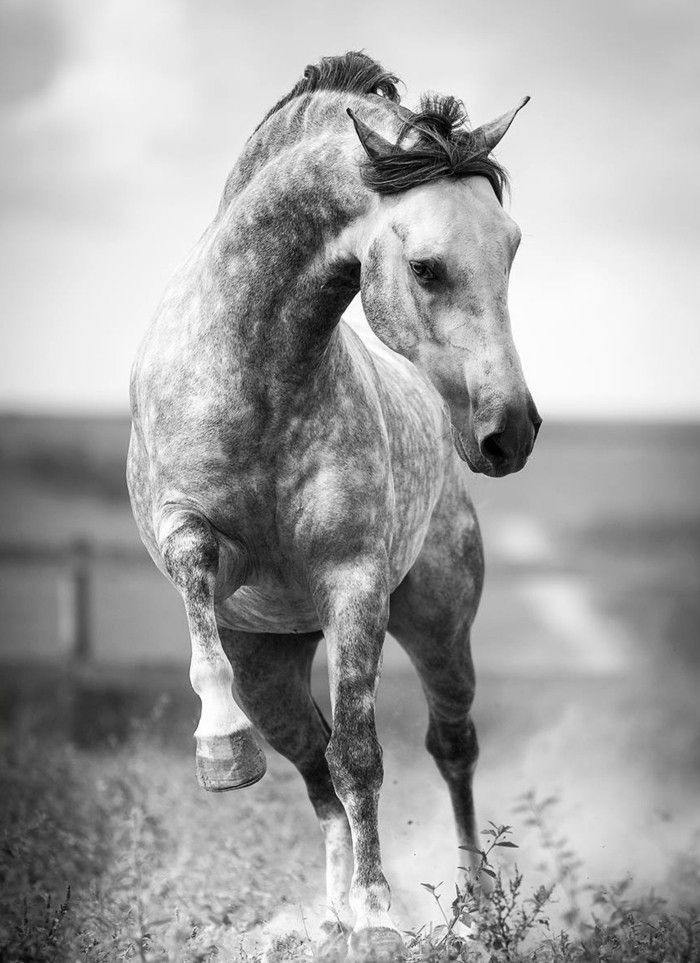 Gražus arklys-nuotraukos-A-gražus-Nešantys arklys