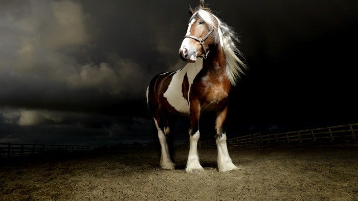 Gražus arklys-nuotraukos-A-stiprus arklys