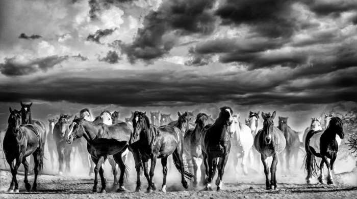 vakker-hest-bilder-a-symbol frihets