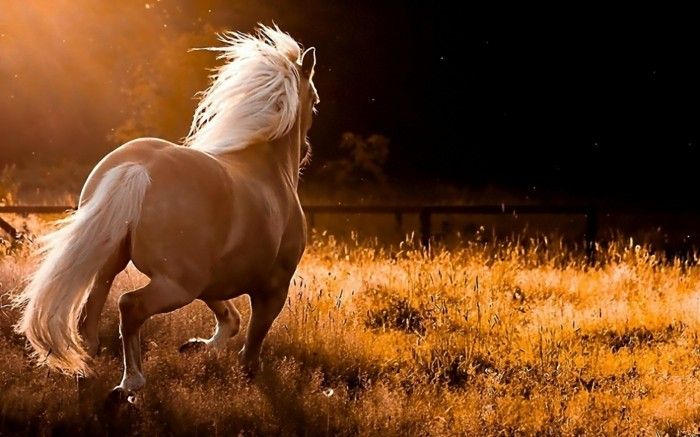 Gražus arklys-nuotraukos-A-laukinis arklys
