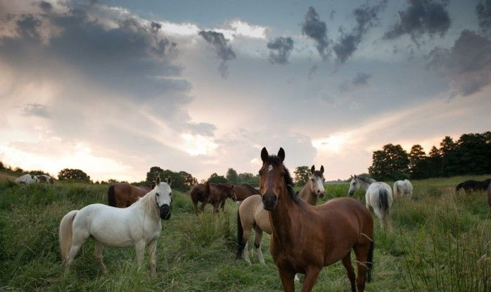vakker-hest-bilder-a-vår-favoritt bilder
