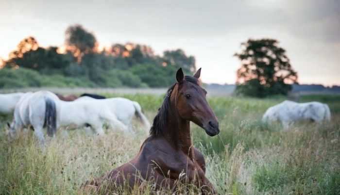 Gražus arklys-nuotraukos-A-svajonė arklys