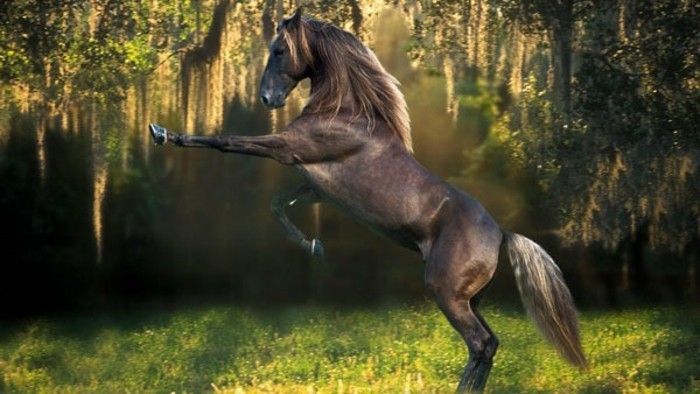 tapet frumos cal strălucitor elegant în formă de-in-the-wild-natura