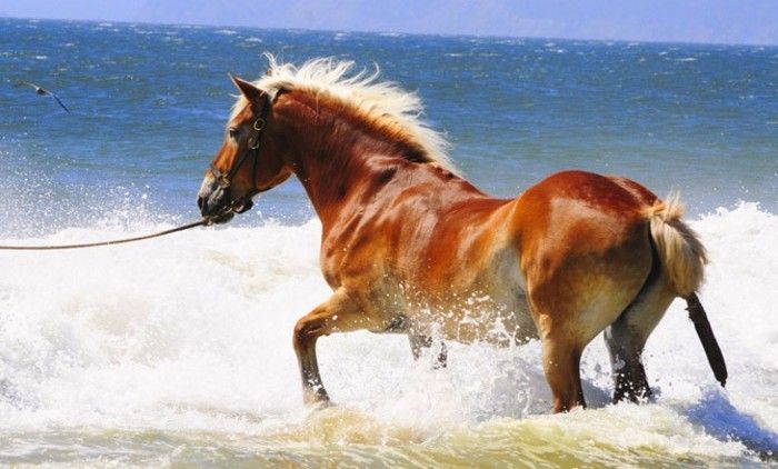 tapet frumos cal splendid Tier-în-apă
