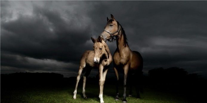 vakker hest-tapet-her-nor-a-dream-image