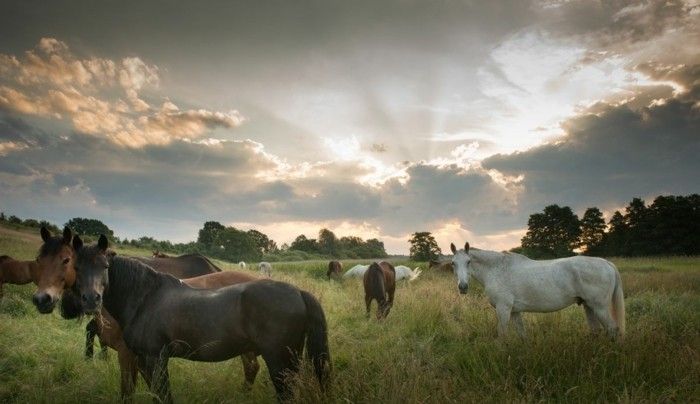 lepa-horse-slike-tu-vprašati-smo-jih-a-fancy-konja slika, preden