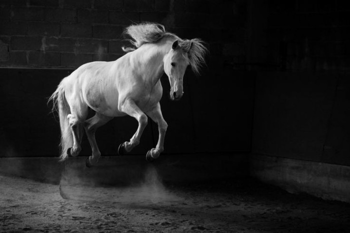 vakker-hest-bilder-her-be-vi-dem-en-inspirerendes-hest bildet før har endret størrelse