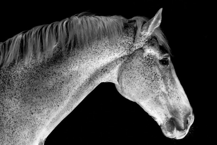 narediti lepe-konj-slike-v-črno-belega konja lepo ozadje