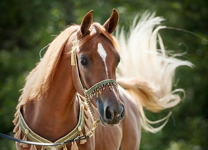 cai frumoși cu o mulțime de bijuterii și coama lungă