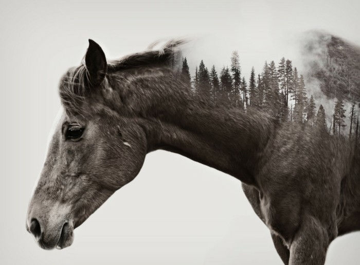 lage fine-hest-bilder-med-flere-eksponering-vakre tapeter