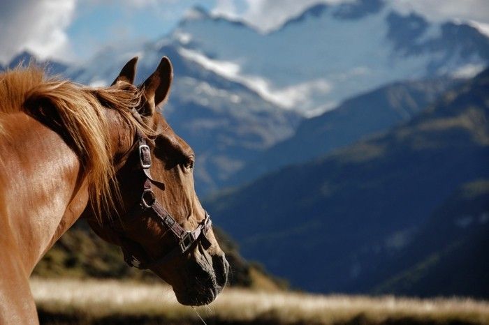 gražus arklys-nuotraukos-dar-A-įkvepiantis arklys nuotrauka
