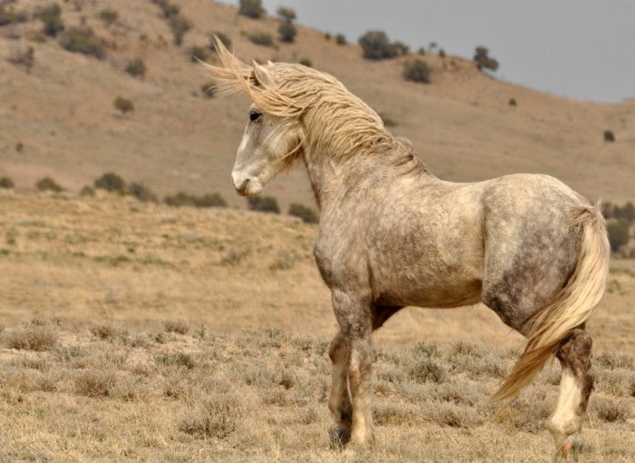 gražus arklys-nuotraukos-dar-A-Fancy arklys