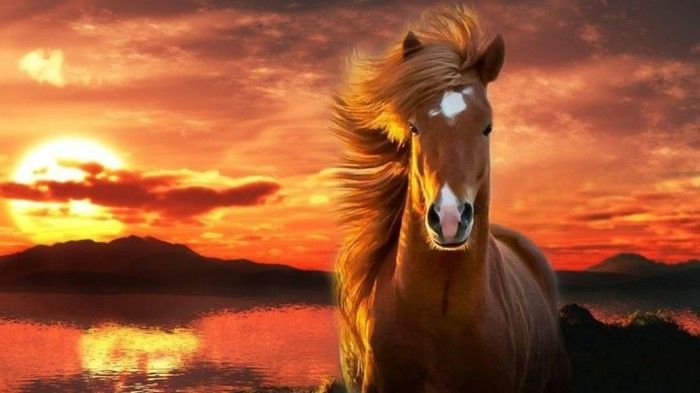 vakker-hest bilder-hestebilder-kan-inspiring-være
