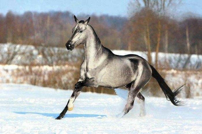 tapet frumos cal furios niveluri în zăpadă
