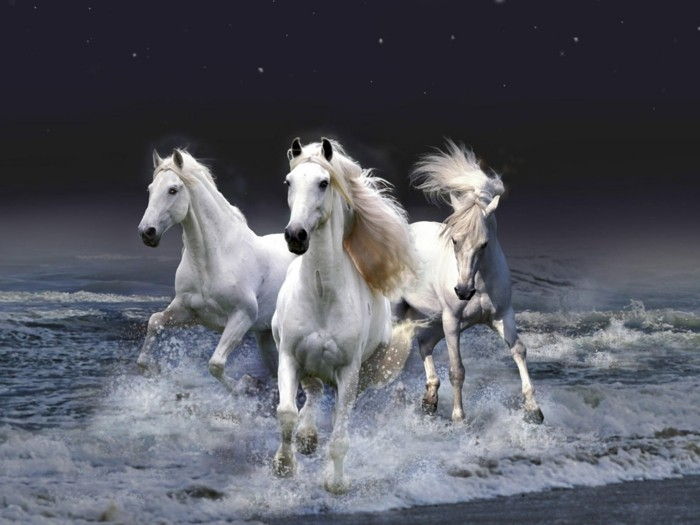 Beautiful-hästbilder-vackra utseende-häst