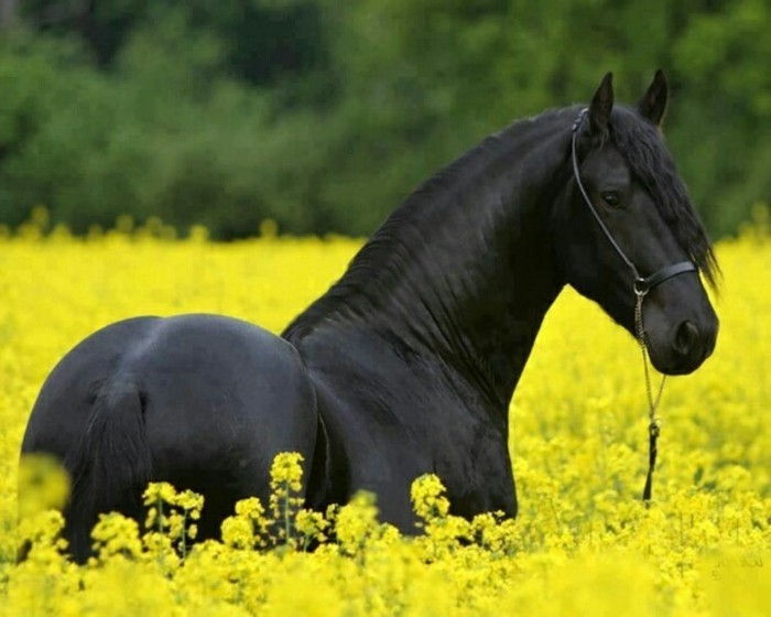 tapet frumos cal-negru-elegant-cal-on-the-galben-pajiștea