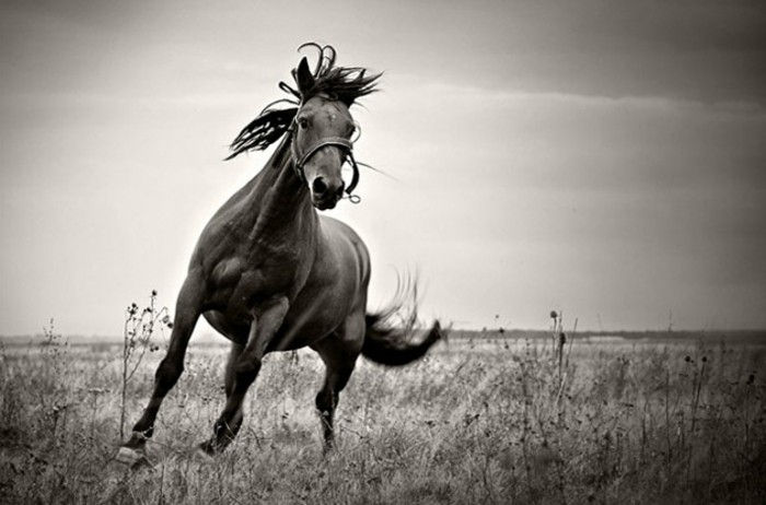 frumos-cai-in-the-wild-naturale-alb-negru și-ilustrare
