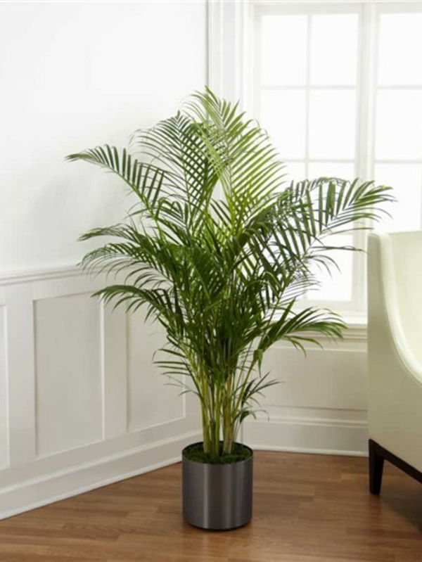 Lepa rastlina v dnevni sobi z belim dizajnom