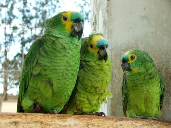 gražūs gyvūnai-nuotraukos-trys žalios-papūgos-įdomios nuotraukos