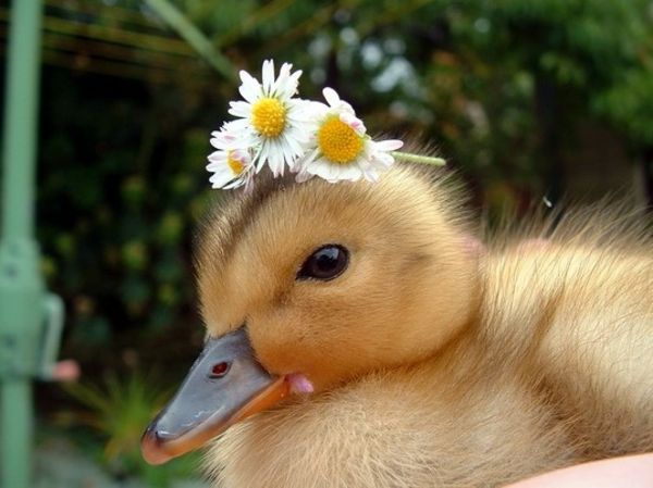 piękne zdjęcia zwierząt-kaczątko z kwiatami na głowie