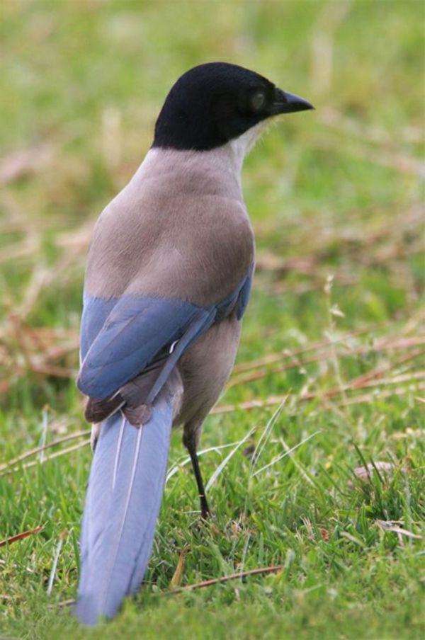 belle-immagini-animali-un-interessante-uccello-in nero, blu e grigio