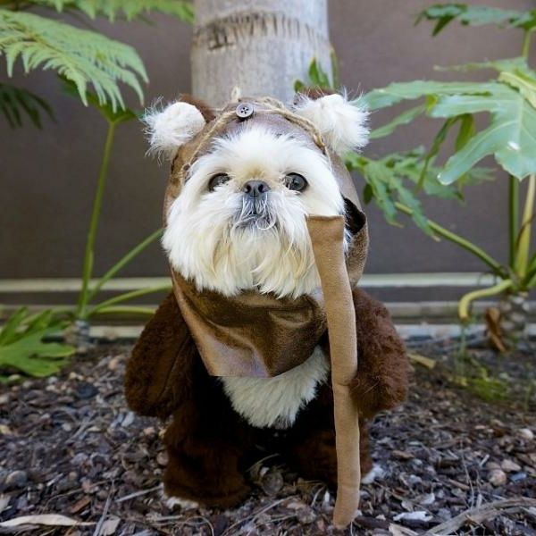 frumos-animal-imagini-a-puțin-câine-supere amuzant îmbrăcat