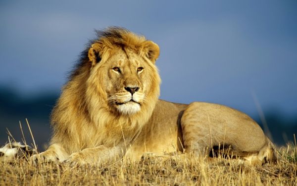 lindas imagens de animais-um-leão-olhar maravilhoso