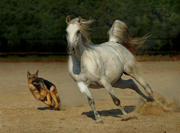 lepe živali slike-a-konj in pes pesem skupaj