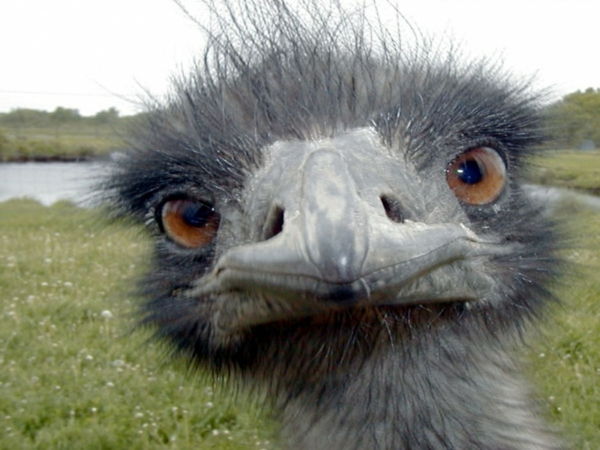 frumos-animal-pictures-a-ostrich-fotografie luată de aproape