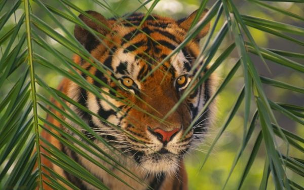 gražus gyvūnas-nuotraukos-a-tigras už lapų