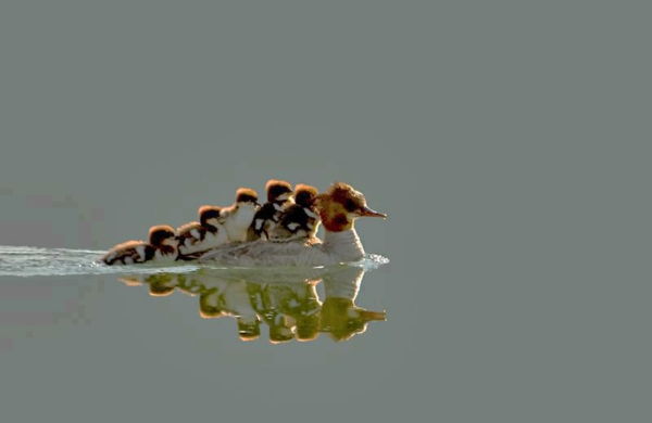 vacker-djur-bilder-en-duck-med-många-duckling-simning i vattnet