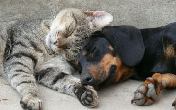 vacker-djur-bilder-en-katt-sovande-tillsammans-med-hund-foto taget från nära