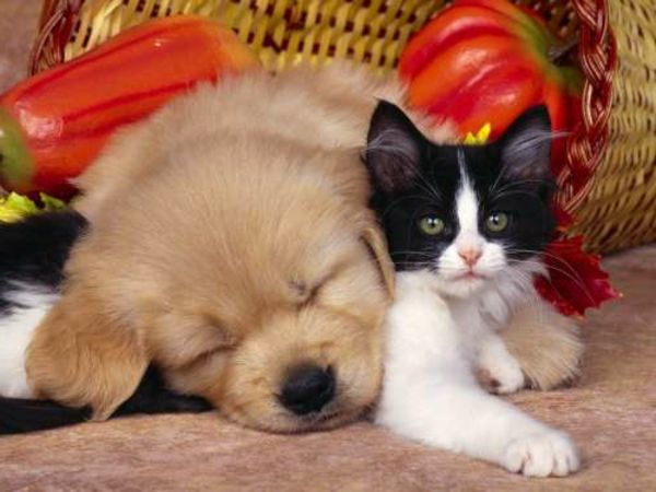 gražūs gyvūniniai paveiksliukai - šiek tiek kačių ir šunų, miegančių šalia