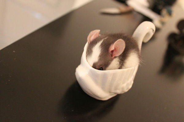 bellissime immagini-animali-un-topolino-in una tazza di porcellana bloccata