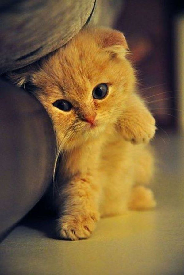vackra djur bilder-a-sweet-cat super foto