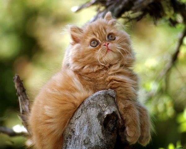 gražus-gyvūnas-nuotraukos-super-mielas katinas-atrodo