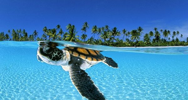 gražus-laukinės gamtos-paveikslėlio-vėžlys- plaukioja po vandeniu