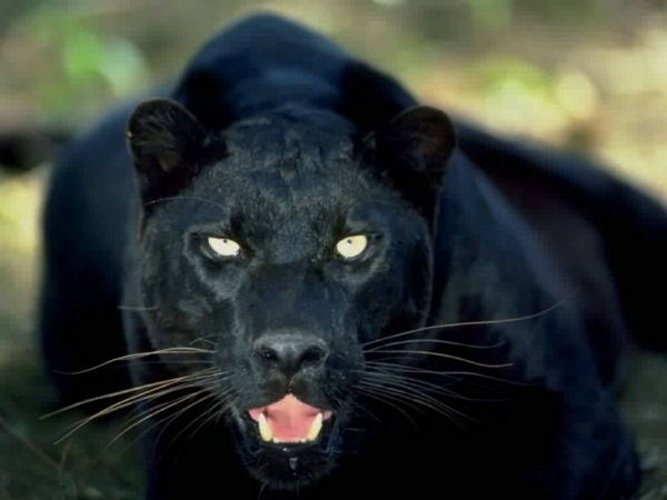 čudovite živalske slike črna cougar gleda neposredno v kamero