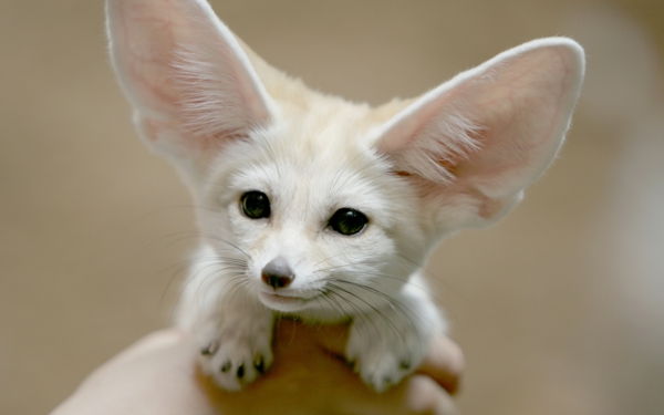 lepe živalske slike - zelo zabavna žival z velikimi ušesi