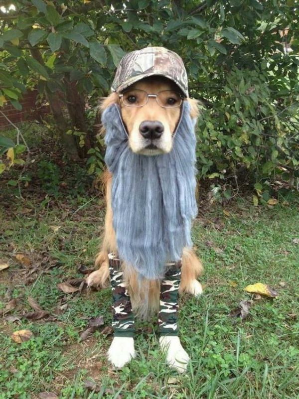 adorável-animal-fotos-super-engraçado-um-cachorro-que é estranhamente vestida