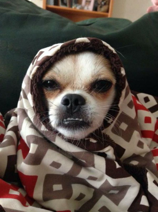 fotos de animais lindos cachorro super doce em um cobertor de lã