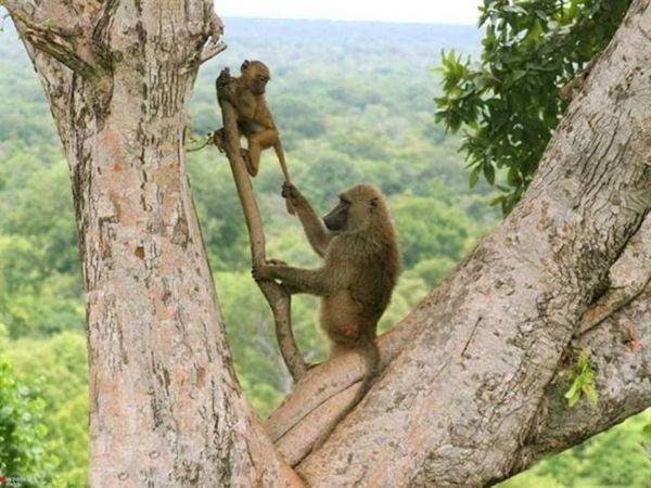 fotos de animais bonitos-dois-macacos-em-uma-árvore - mãe e o bebê