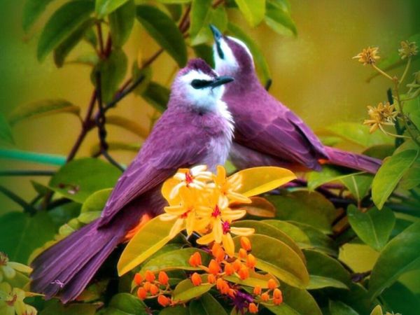 lindos animais fotos-dois-lilás-aves ao lado de flores amarelas
