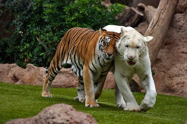 gražūs gyvūnai-nuotraukos-du tigrai-skirtingomis spalvomis